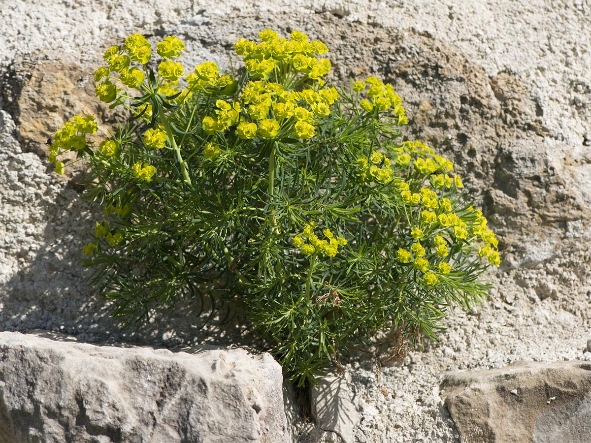 Euphorbia cyparissias